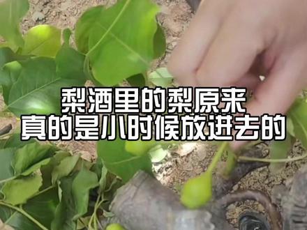 梨酒里的梨原来真的是小时候放进去的#梨子 #娱乐评论大赏