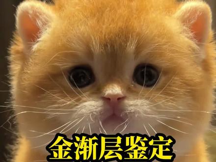 第23集:金渐层鉴定#宠物猫 #金渐层 #金渐层英短 #蓝金渐层 #猫咪鉴定