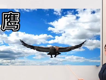 鹰字怎么写 ,有趣识字。