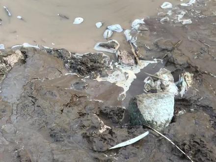 贾鲁河源头的 3号泉,果真像宝宝一样,越来越大了,这也是三号泉水的冒水的第五天啦!大家看看冲出来的全是泥沙,泉水流出指日可待!#原创视频 #知道这是什么吗 #真实户外 #贾鲁河源头 #郑州周边