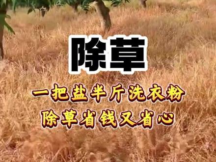一把盐半斤洗衣粉除草省钱又省心#除草省钱又省心#杂草#除草#一把盐
