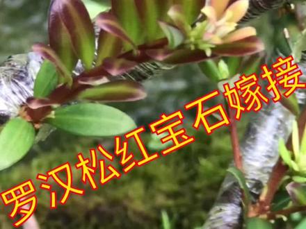 罗汉松,红宝石嫁接。#罗汉松嫁接 #嫁接枝术 #抖音助农 #三农 @DOU+小助手 @@抖音小助手