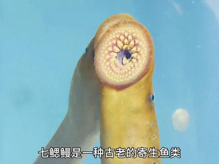 在我们未知的海底,究竟有着怎样怪异的生物#海底世界 #海洋奇妙之旅 #涨知识 #深海