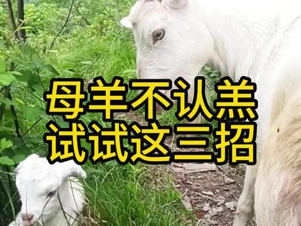 #母羊不认羔不让羊羔吃奶,试试这三招#母羊养殖 #养羊技术 #养羊人