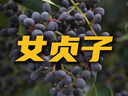 马上就要冬至了,绿化带里的女贞子可以采收了,赶紧动起来吧!