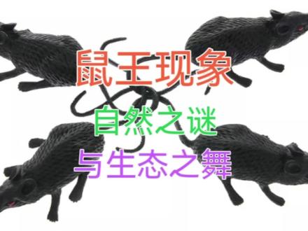 鼠王现象:自然之谜与生态之舞 #小知识 #小知识大作用 #小知识分享 #冷知识 #涨知识 #涨知识啦 #鼠王现象 #鼠王 #属团