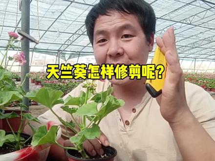 天竺葵怎样修剪呢?#天竺葵怎样养护#谦谦花园