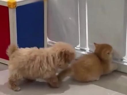 猫咪:讨厌没有边界感的小狗#跟着抖音学画画 #画一个故事 #萌宠 #治愈系