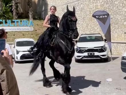 分享13种不同的马种,㊗️各位马年马到成功,马上发财