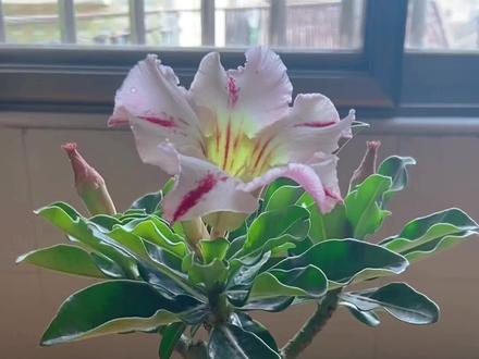 沙漠玫瑰养护:今天发个视频讲下沙漠玫瑰在什么时候需要浇水,有入手沙漠玫瑰的新手花友可以借鉴一下。#一花一草一世界 #沙漠玫瑰 #爱生活爱养花 #好看的花一定要分享给你 #种植小技巧
