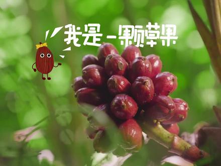 我是一颗草果。#有一种叫云南的生活 #秘境怒江户外天堂 #怒江草果文化周