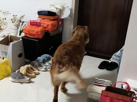 “此时无声胜有声”,金毛的背影诉说着家的温暖。狗狗的陪伴,是生活中最无声的浪漫。🐶🏠 #萌宠日常 #家的温馨