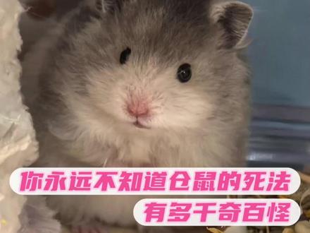 你永远不知道仓鼠的死法有多千奇百怪#仓鼠 #宠物 #萌宠 #奇葩 #神奇动物在抖音