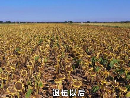 新疆食葵亩产320公斤. #向日葵 #农业种植 @抖音小助手