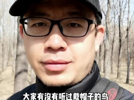 两种戴帽子的鸟——戴胜和戴菊 #神奇动物在抖音 #野生动物零距离 #动物世界 #鸟