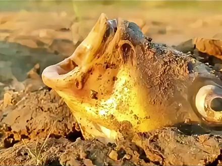 为何鱤鱼很少有人喜欢吃,是肉质太腥还是太贵?#鱤鱼 #淡水鱼