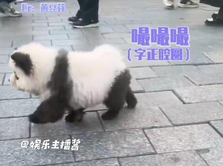 好一个书面化的“嘬嘬嘬”#搞笑 #萌宠 #狗狗 #小狗