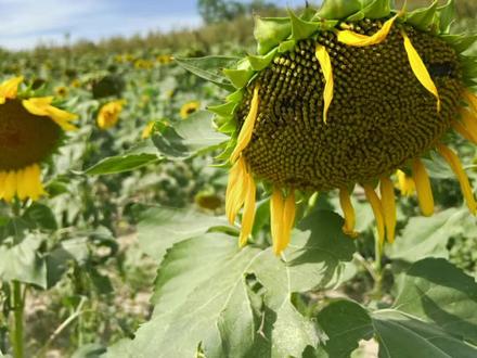 为什么向日葵都低下了头#向日葵花海 #金秋十月 #随拍 #丰收的季节