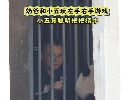 3.12奶爸和小五玩左手右手游戏,小五真聪明把把都猜中,父子俩玩的好开心呀#大熊猫莽小五#来这吸熊猫 #国宝大熊猫