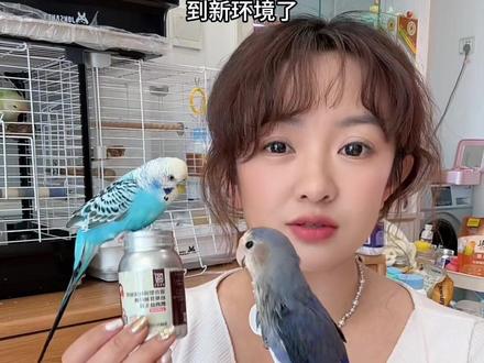 鹦鹉的肠胃真的很脆弱,冷到吓到生病长途运输等……都会直击它们的肠道,鸟用益生菌是伴随鸟宝一生必备的,温和无刺激!#鹦鹉益生菌