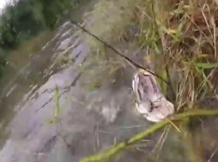 国外鱼塘发现一条大蟒蛇#爱护大自然保护野生动物 #危险动作请勿模仿 #不可思议 #神奇动物在抖音 #动物世界