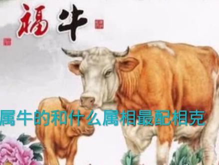 属牛的和什么属相最配相克