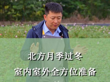 北方月季过冬,室内室外全方位准备 #天狼月季 #月季 #月季养护 #月季过冬 #养花小知识 @抖音小助手