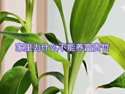 家里为什么不能养富贵竹