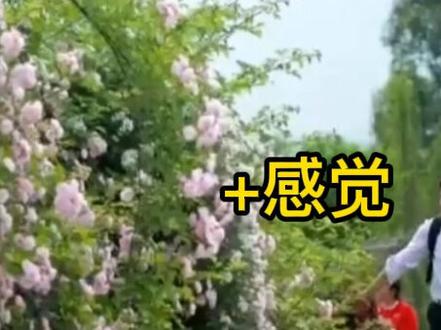 蔷薇花开(1)——如何写花#家庭教育 #父母课堂 #家长收藏孩子受益 #每天学习一点点 #亲子教育 #一起学习一起进步 #知识分享 #每天跟我涨知识 #知识改变命运 #涨知识 #学习方法 #一起学习一起成长