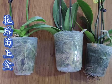 朋友想看我的换盆步骤,正好入了花后苗,上盆修根剪花剑一起来#蝴蝶兰 #分享家庭养花知识 #花卉养护