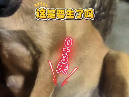 你们听过小狗的胎声吗?太明显了吧!有没有高手目测一下,这狗还有几天才能生下来#记录铲屎官的养宠日常 #创作者中心 #创作灵感 #我的农村生活 #狗子的迷惑行为