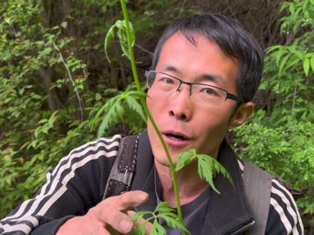 @甘肃农人老噶专营店 来了点野生草乌,这东西确实太厉害了,早上11点多尝的,第二天早上嘴才没有那么敏感了,大家切记碰到了不要随意尝试,真的会嘎的……#每天分享草本植物 #植物本草科普 #草乌 #乌头