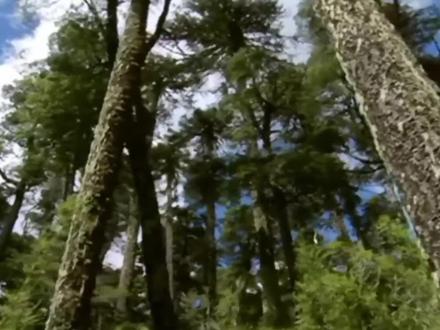 谁言寸草心,负子蟾的母爱,经得起千疮百孔 #蟾蜍 #野生动物 #保护生态环境 #保护动物 #人与自然 #动物百科 #微观世界