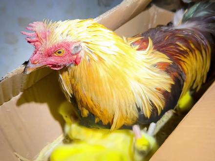 阉鸡带小鹅也是刚刚的 没有一点问题