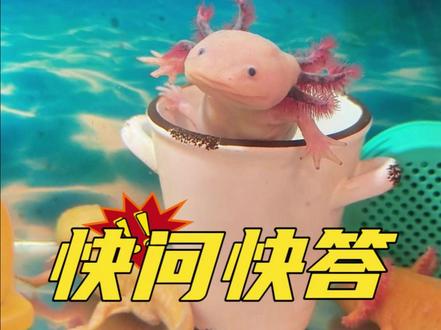 新手最容易踩的5个坑!!!#六角恐龙 #六角恐龙鱼 #新手养鱼 #六角恐龙饲养 #六角恐龙吃什么 怎么养六角恐龙?六角恐龙吃什么?养六角恐龙水要多深?只能浅水养六角恐龙吗?六角恐龙吃虾吗?六角恐龙用什么样的过滤?六角恐龙到家不吃饭怎么办?六角恐龙不吃饭怎么办?六角恐龙到家几天能喂?六角恐龙能用火山石吗?养六角恐龙能铺底沙吗?养六角恐龙水底能铺石子吗?