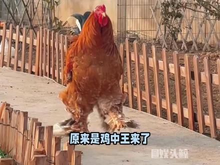 oi~原来是鸡中王来了!#鸡 #万万没想到