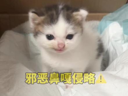 人、要小心喽😈 #萌宠出道计划 #万物可爱计划 #瓜子二手车 #邪恶鼻嘎