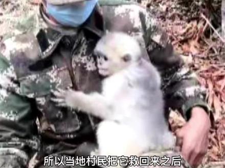 #神奇生物在云南金丝猴“康康”被遗弃之后,有了新的爸爸妈妈!萌萌的它平时都吃啥?为您揭秘~