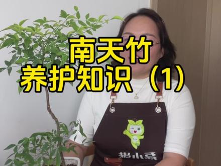南天竹养护知识#种植小技巧 #花卉绿植 #园艺生活 #南天竹@磊小满园艺 @磊小满花卉肥料厂
