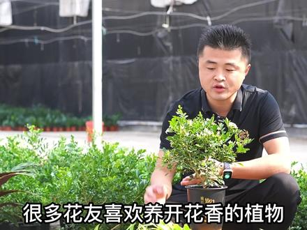 九里香拿回家不会养?九里香如何修剪?九里香养护教学!#养花 #园艺 #家居 #老花医 @老花医青州店
