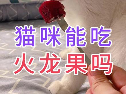 猫咪能吃火龙果吗#猫咪吃火龙果 #萌宠 #宠物猫