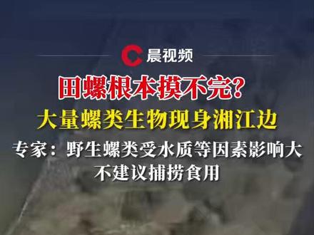 田螺根本摸不完?大量螺类现身湘江边,专家:野生的受水质等因素影响,不建议捕捞食用#媒体精选计划 #田螺 #福寿螺 #湘江