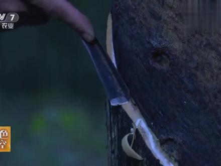 橡胶树是干什么用的 7db6b3413ae2b20049e28c54948a533f~tplv-dy-resize-origshort-autoq-75:330.jpeg?x-expires=1995516000&x-signature=ziP4zToLQNRLkn9kp3dRdk5lYsA%3D&from=3213915784&s=PackSourceEnum_AWEME_DETAIL&se=false&sc=cover&biz_tag=pcweb_cover&l=20230330142530D2B256D3E44E2202A1F0