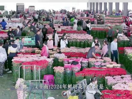 CCTV-1《城市风华录》昆明篇,数说昆明斗南之“最”。#城市风华录 #亚洲花都#斗南花市