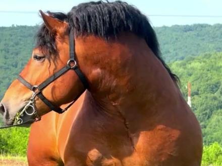 马年分享几种不同特色的马,祝各位老板"马到成功",万事顺遂!#科普 #马 #夏尔马 #动物科普 #阿哈尔捷金马