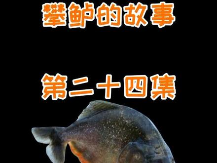 第二十四集,攀鲈和鱼缸3.1@抖音小助手 @DOU+小助手