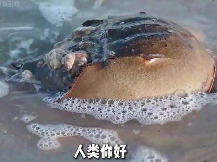 人类,你好 我是中华鲎 能听听我的心声吗?#科普一下 #中华鲎 #动物科普 #科普知识