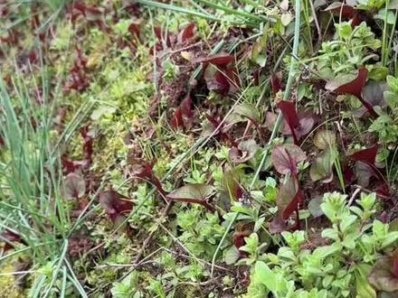 挖折耳根吗,把田坎挖断那种 如果我没回消息,那一定是我在挖折耳根,如果我一直没回消息,那一定是我把别人田坎挖断了#挖折耳根 #野生折耳根 #农村生活