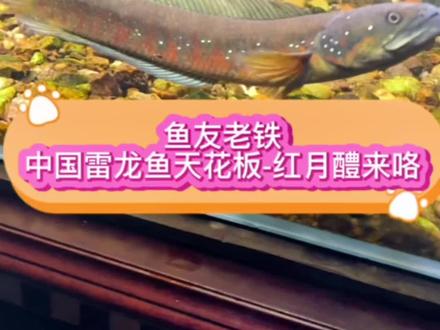 鱼友老铁,中国雷龙鱼的天花板-红月鳢雷龙来咯!#水族 #雷龙鱼 #观赏鱼 #养鱼日记 #养鱼人