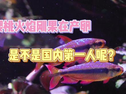 樱桃火焰刚果繁殖与公母的区分,是不是国内第一人?😂